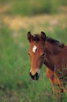 brown_foal