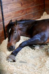 horse_lying_down