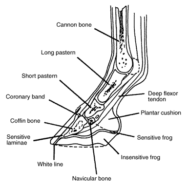 laminits