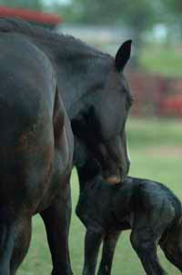 newborn_foal
