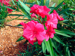 oleander