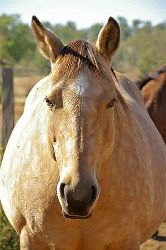 pregnant_mare