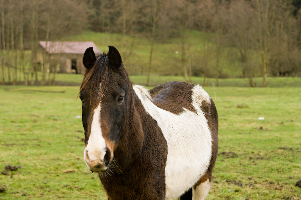 wethorse