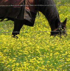fireweed.horse